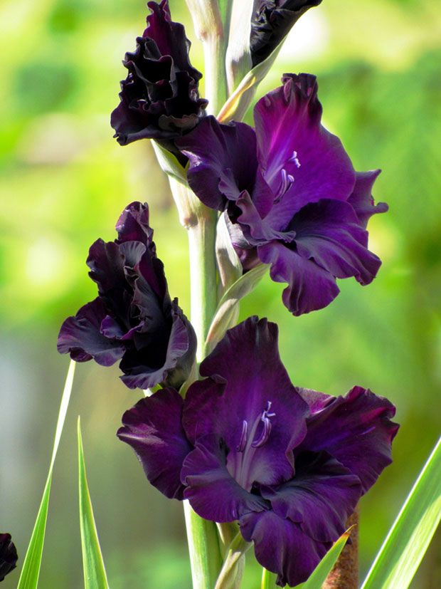Dark Violet Gladiolus Flower Seeds for Planting – Heirloom, Non-GMO, Hardy High-Germination Bulbs