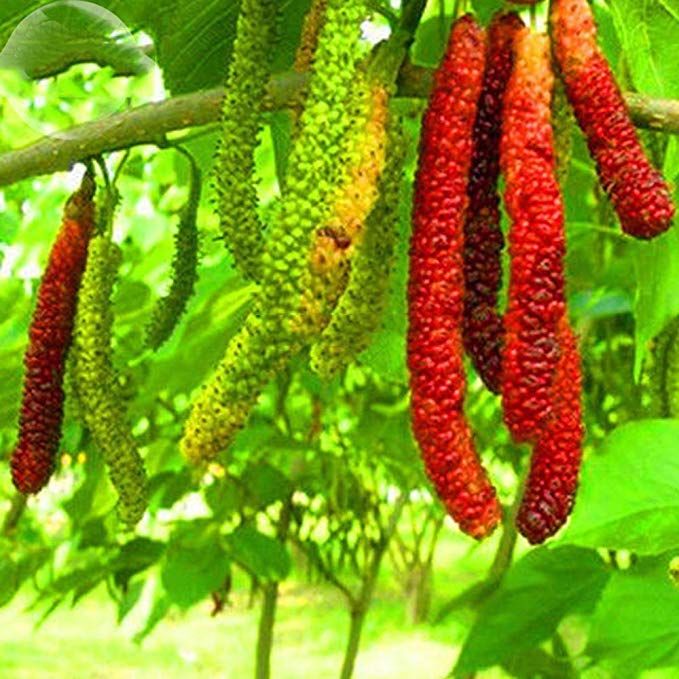 Long Mulberry fruit seeds for planting - Heirloom & Non-GMO garden seeds, sweet and nutritious berry variety