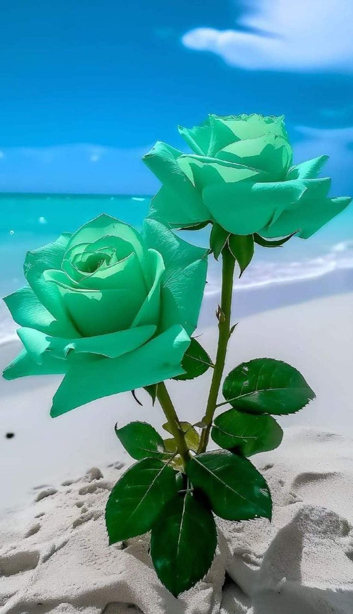 Sea Green Rose Flower Seeds for Planting – Heirloom Non-GMO, High Germination Organic Garden Seeds
