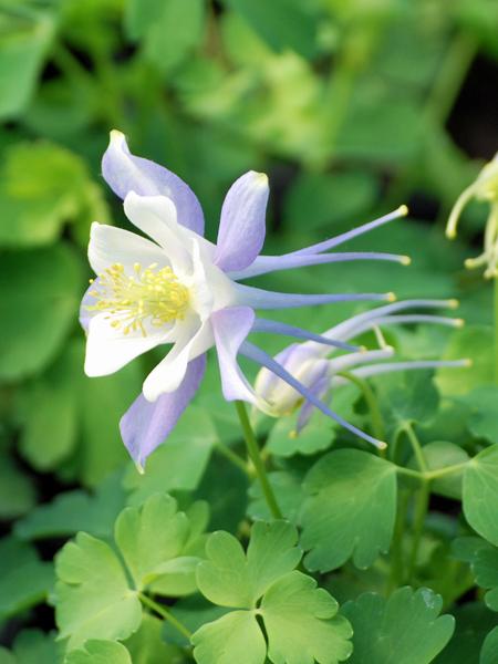 Light Blue White Aquilegia Flower Seeds for Planting – Heirloom, Non-GMO, High Germination Organic Seeds