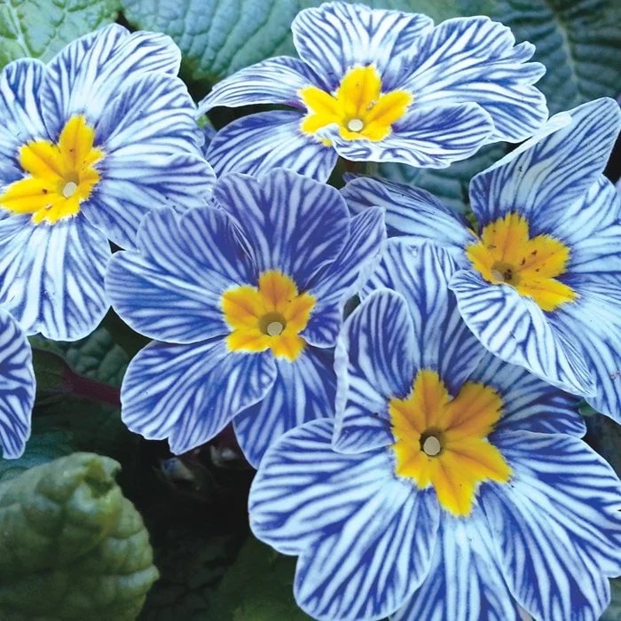 Primula Flower Seeds for Planting Light Blue – Heirloom, Non-GMO, High Germination Organic Garden Seeds