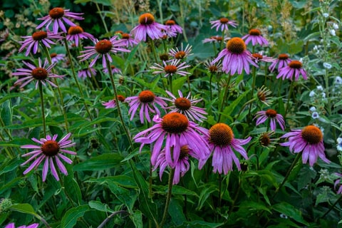 Purple Echinacea Flower Seeds for Planting – Compact Growth, Heirloom & Non-GMO Organic Garden Seeds
