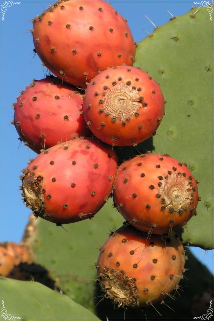 Prickly Pear seeds for planting - Heirloom & Non-GMO hardy cactus fruit garden seeds