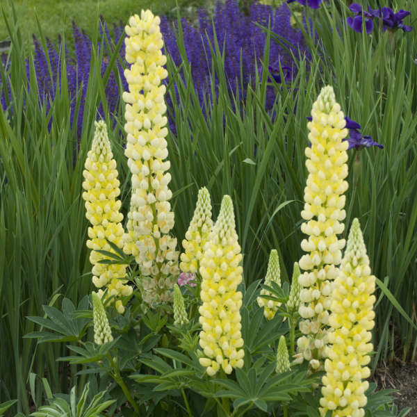 Yellow Lupine Flower seeds for Planting - Hardy Variety, Heirloom & GMO Free Seeds for Home Garden