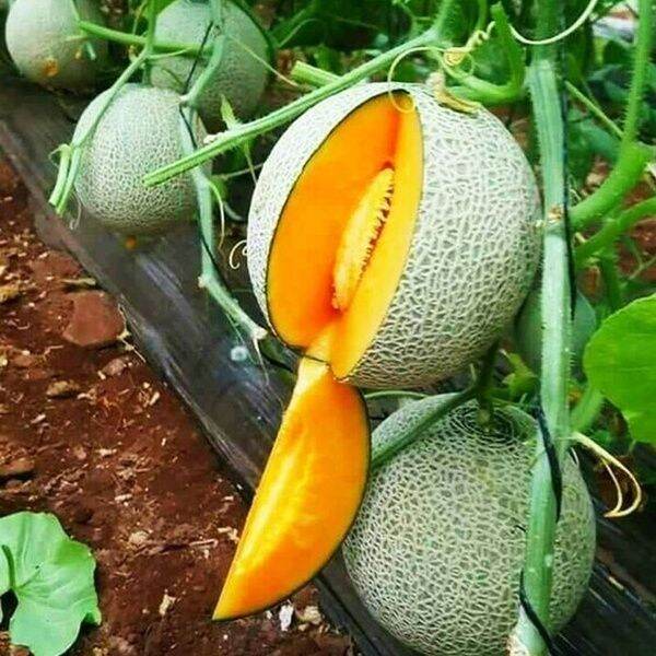 Hami Melon fruit seeds for planting - Heirloom & Non-GMO Garden seeds, sweet Asian melons for summer gardens