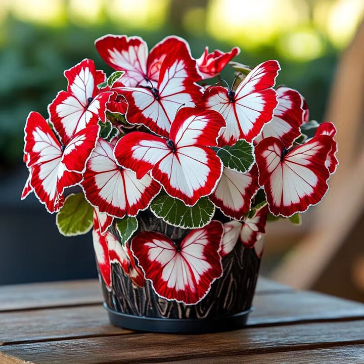 Grow Rich Ruby-Red Begonia Blooms with Butterfly-Like Beauty