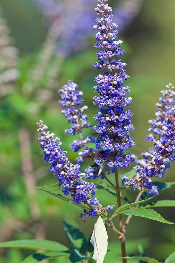 Vitex Agnus Flower Seeds for Planting – Heirloom Non-GMO, High Germination Organic Garden Seeds
