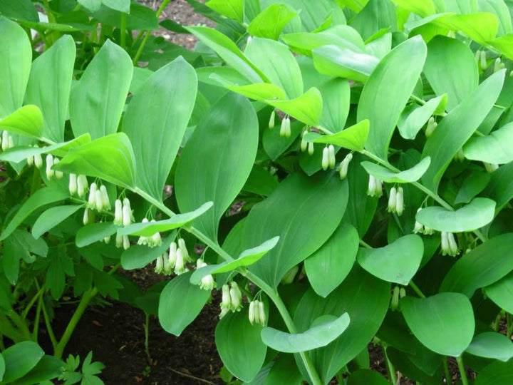 Green Polygonatum Herb Seeds – Heirloom, Non-GMO Sun-Loving Seeds for Garden Planting