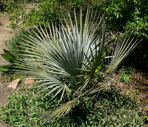 Brahea Decumbens Herb Seeds for Planting – Heirloom, Non-GMO, Organic Garden Seeds with High Germination