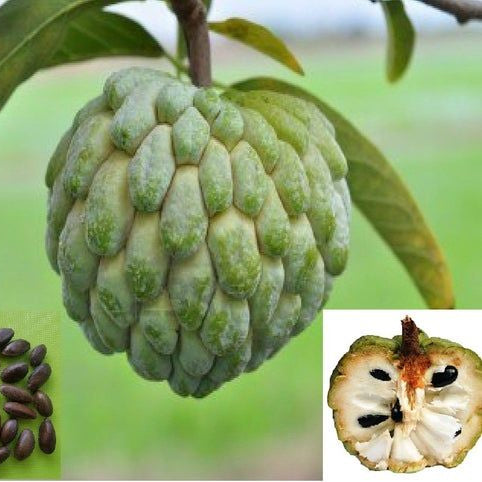 Annona Squamosa fruit seeds for planting – Heirloom & Non-GMO garden seeds, sweet nutrient-rich tree variety