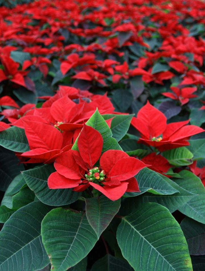 Red Green Poinsettia Flower Seeds for Planting | Heirloom Non-GMO High Germination Organic Garden Seeds