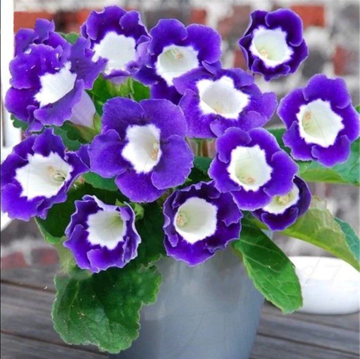 Blue White Gloxinia Flower Seeds for Planting – Heirloom, Non-GMO, Vibrant Colors, High Germination