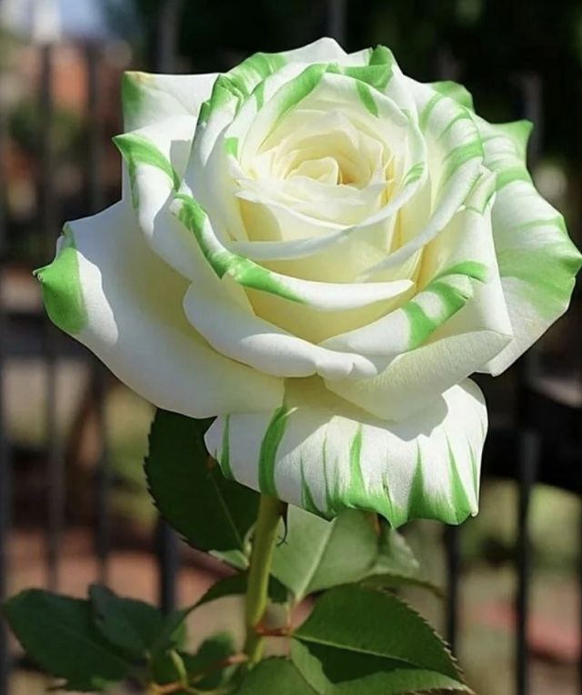 White Green Multi-Color Rose Flower Seeds for Planting – Heirloom, Non-GMO, High Germination Seeds