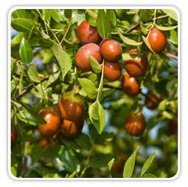 Sugar Cane Jujube fruit seeds for planting - Heirloom & Non-GMO Garden seeds