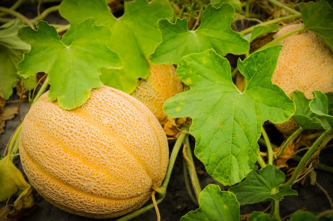 Light Yellow Cantaloupe Melon Fruit Seeds – Heirloom, Non-GMO Seeds for Summer Planting