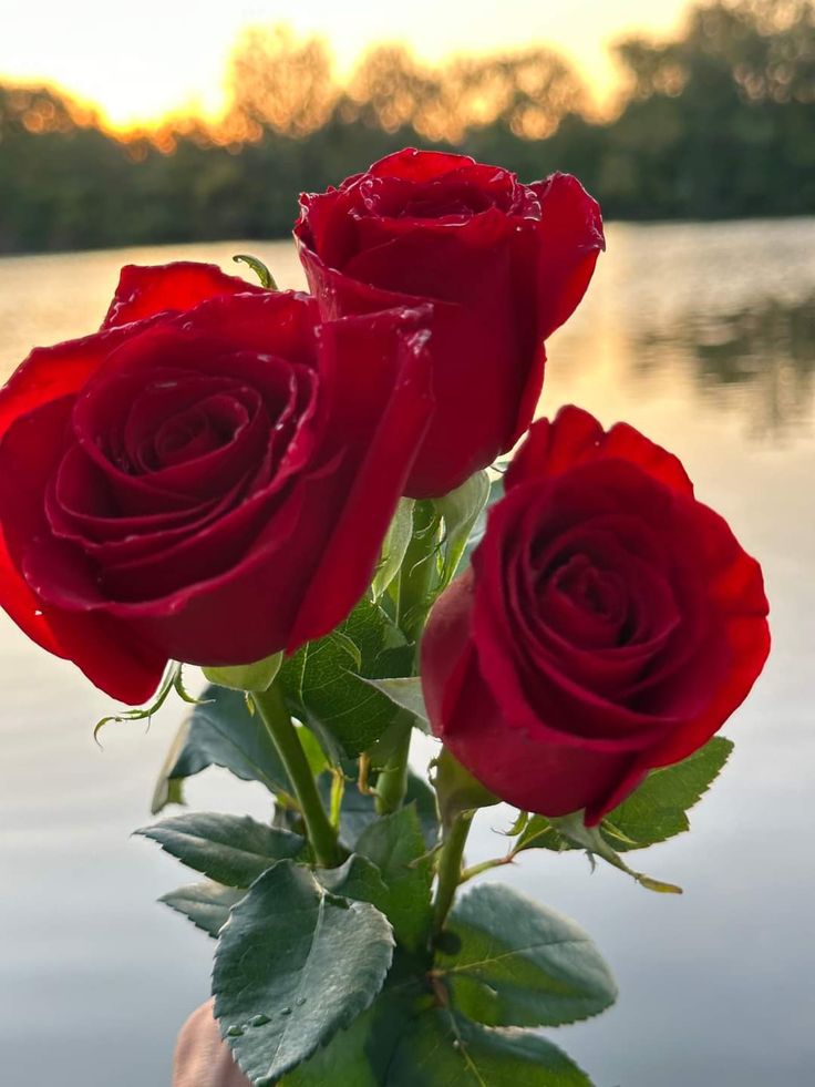 Red Rose Flower Seeds for Planting – Heirloom, Non-GMO, High Germination Organic Garden Seeds