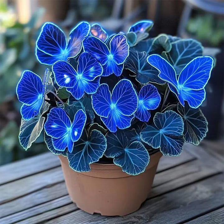 Sapphires Moonlight Butterfly Begonia Flower Seeds for Planting | Heirloom Non-GMO Organic Garden Seeds
