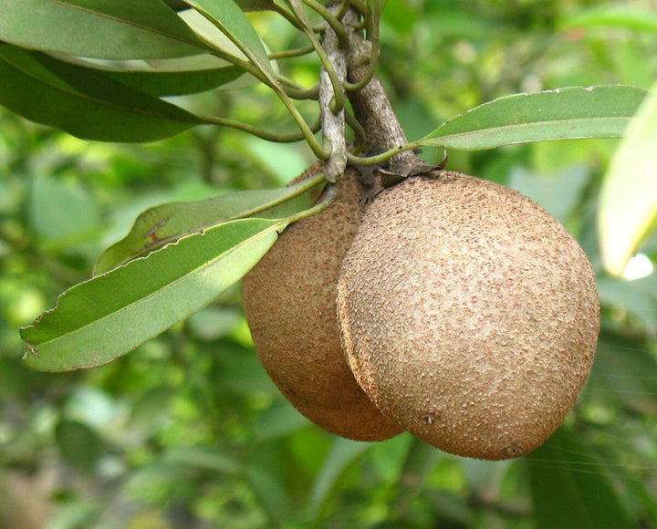 Sapodilla Fruit seeds for planting – Heirloom & Non-GMO Garden seeds