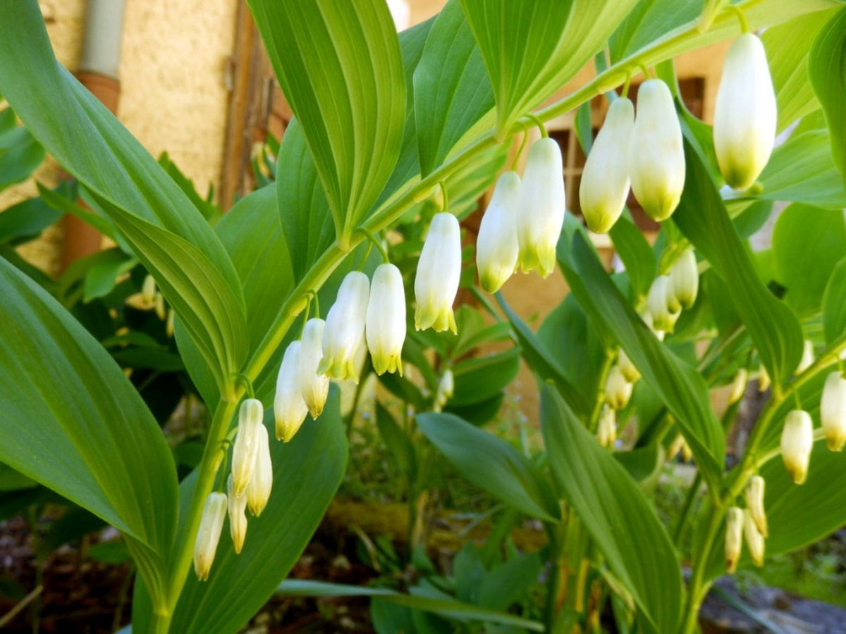 Green Polygonatum Solomon's Seal Herb Seeds for Planting – Heirloom, Non-GMO Culinary and Medicinal Garden Seeds