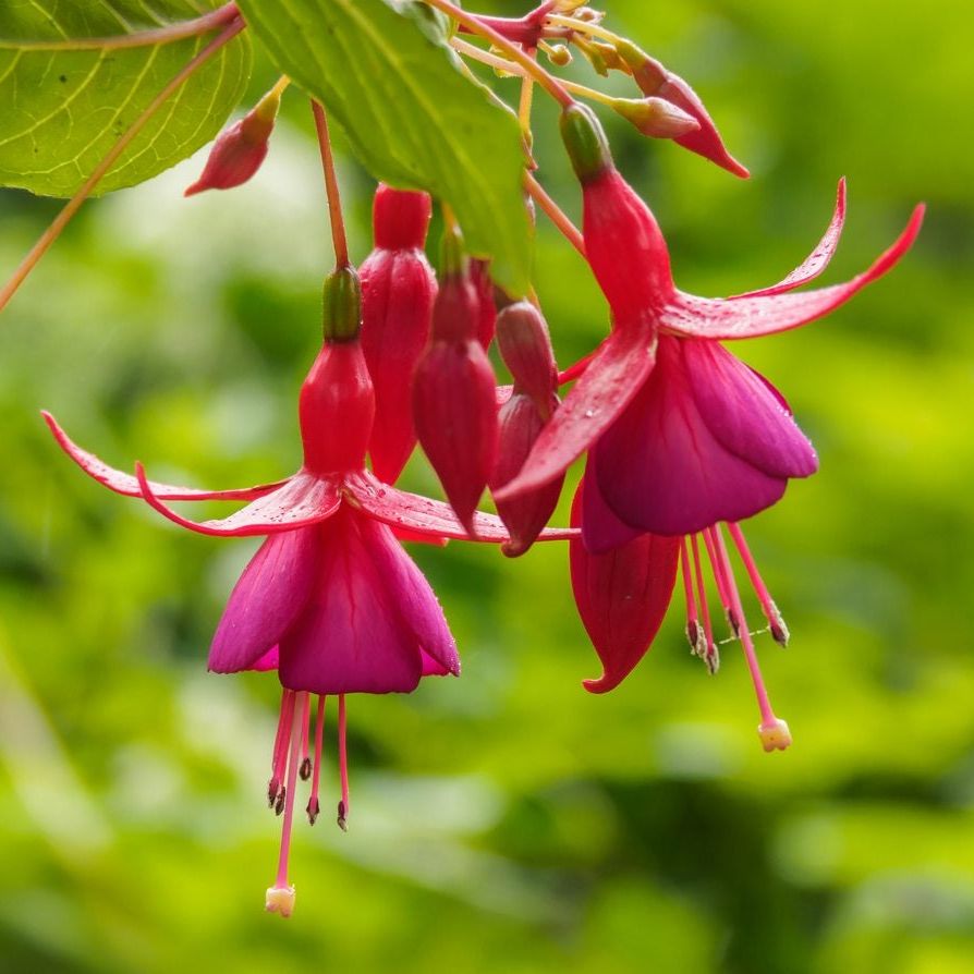 Red Pink Fuchsia Hybrida Flower Seeds for Planting  Low Maintenance,   Earthechoseeds