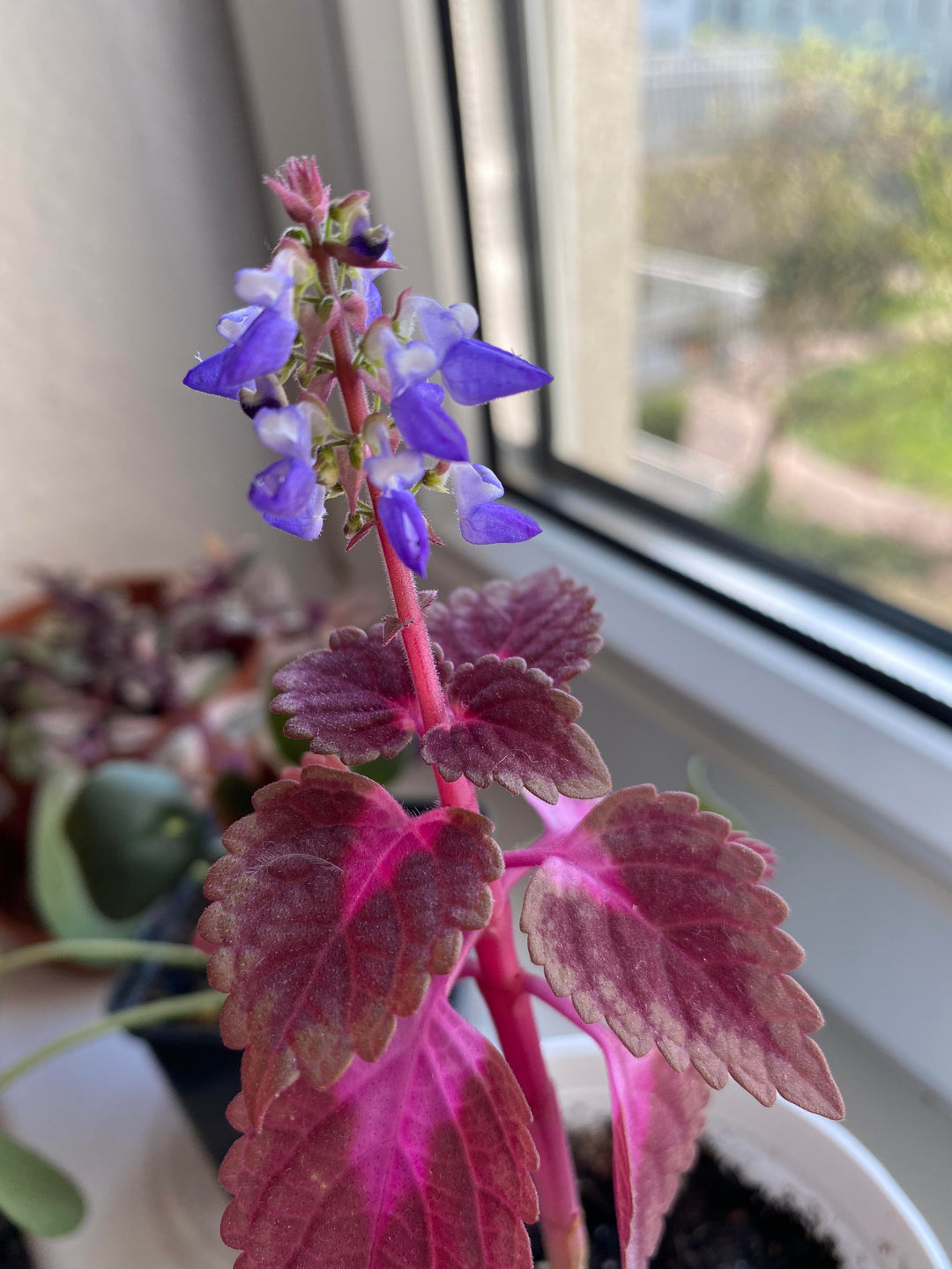 Coleus Blumei Flower Seeds for Planting – Heirloom, Non-GMO, High Germination Organic Garden Seeds