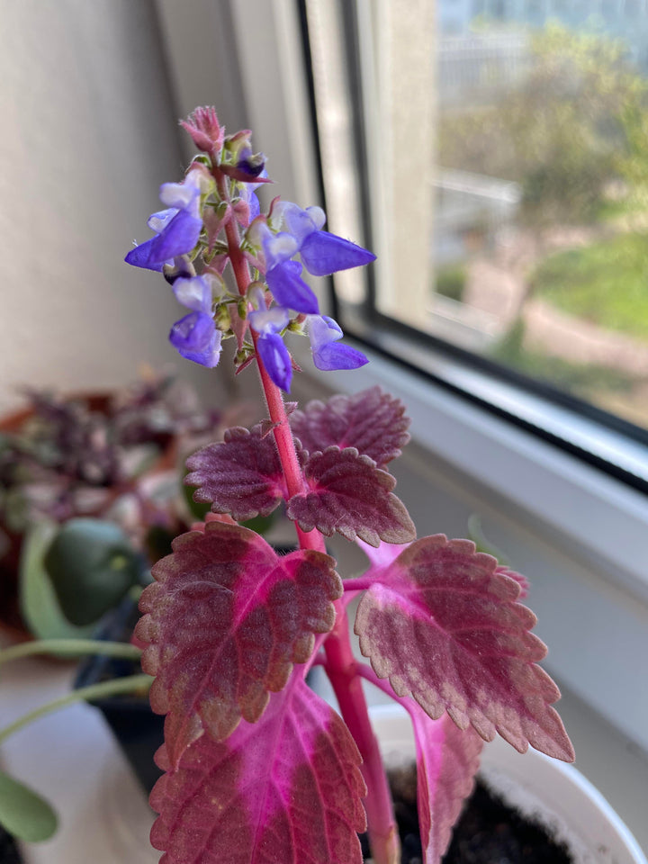 Coleus Blumei Flower Seeds for Planting – Heirloom, Non-GMO, High Germination Organic Garden Seeds