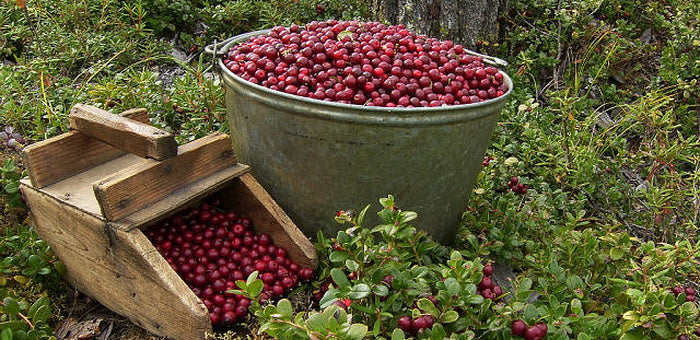Lingonberry Fruit Seeds for Planting – Heirloom, Non-GMO Tangy Red Berry Garden Seeds for Home Growing