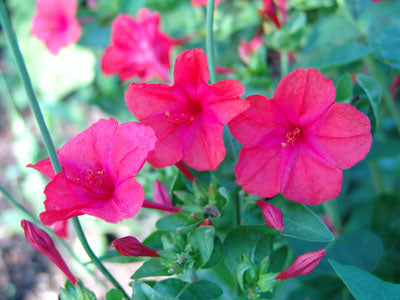 Mirabilis Flower seeds for Planting – Compact Growth, Heirloom, Non-GMO Seeds for Home Garden