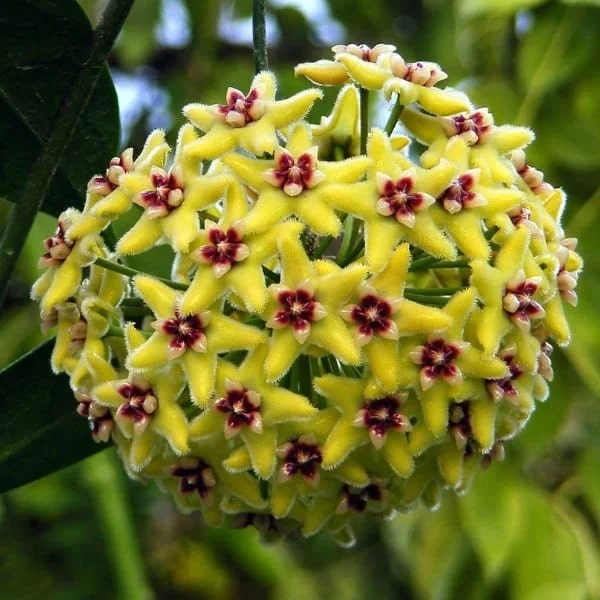 Yellow Purple Hoya Flower Seeds for Planting – Heirloom Non-GMO High Germination Organic Garden Seeds