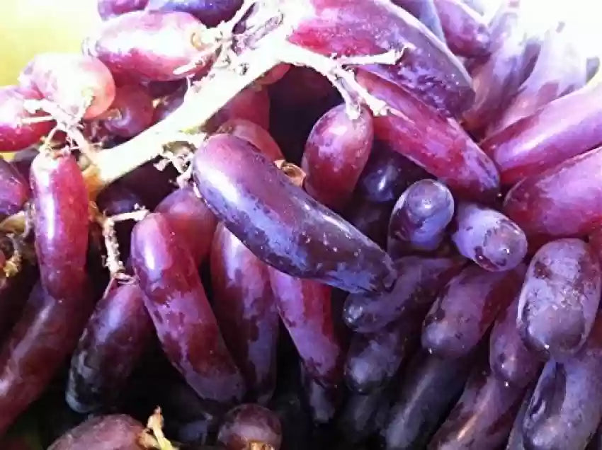 Fruit Seeds,Garden seeds, Seeds For Planting,Plant Seeds