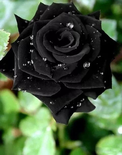 Black Rare Rose Flower Seeds for Planting – Heirloom, Non-GMO, High Germination Organic Garden Seeds