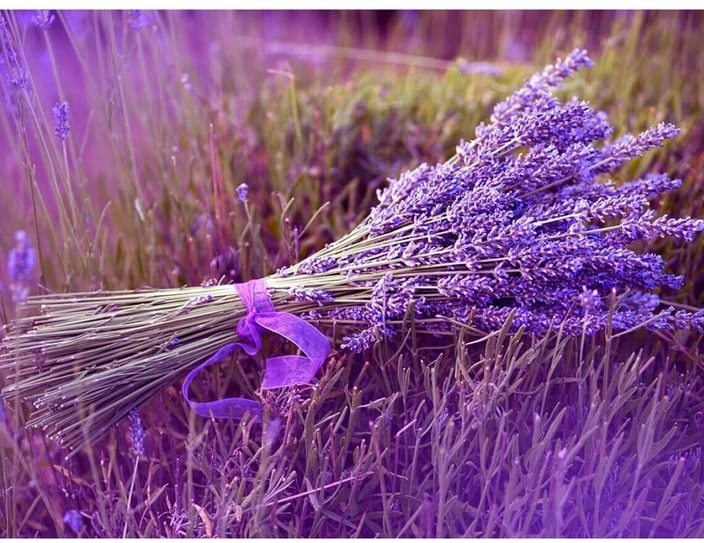 Mixed Provence Lavender Flower Seeds for Planting – Heirloom Non-GMO High Germination Organic Garden Seeds