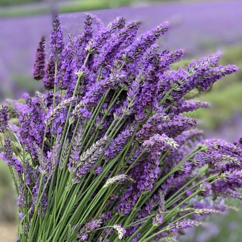 Lavender Perennial Flower Seeds for Planting – Heirloom, Non-GMO, High Germination Organic Garden Seeds