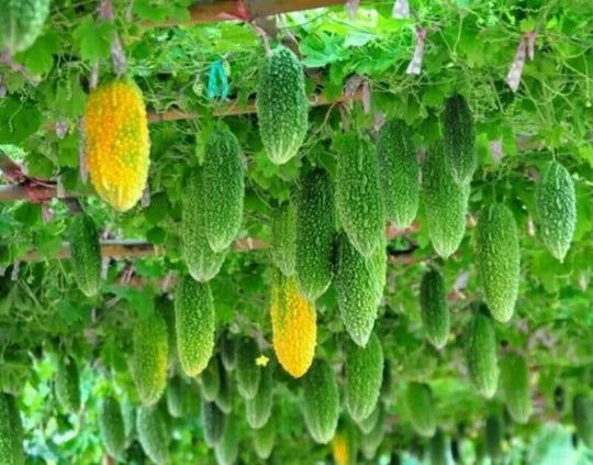 Bitter Gourd Seeds for Planting – High Yield, Fast Germination, Non-GMO Vegetable Seeds