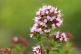Sweet Marjoram Herb Seeds for Planting – Heirloom, Non-GMO Seeds for Culinary and Medicinal Herb Gardens