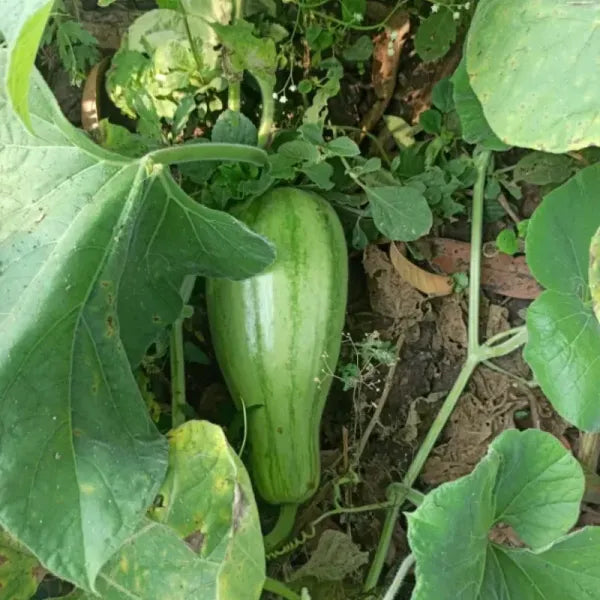 Striped Bottle Gourd Seeds for Planting – Heirloom, Non-GMO, Organic G ...