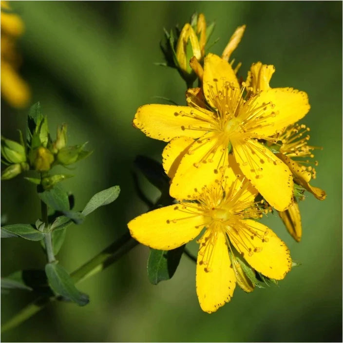 St. John’s Wort Seeds (Hypericum perforatum) for Planting – Heirloom, Non-GMO Medicinal Herb for Mood Support & Pollinator Gardens