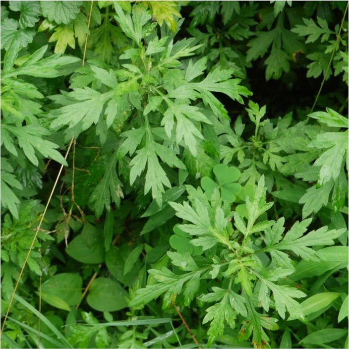 Mugwort (Artemisia vulgaris) Seeds for Planting – Heirloom, Non-GMO Medicinal Herb Seeds for Traditional & Aromatic Gardens