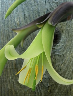 Green Puya Mirabilis Flower Seeds for Planting | Heirloom Non-GMO Organic Garden Seeds, High Germination