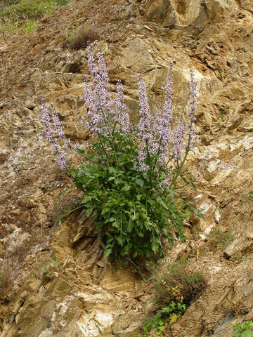 Flower Seeds, Seeds,Seeds For Planting,Plant Seeds