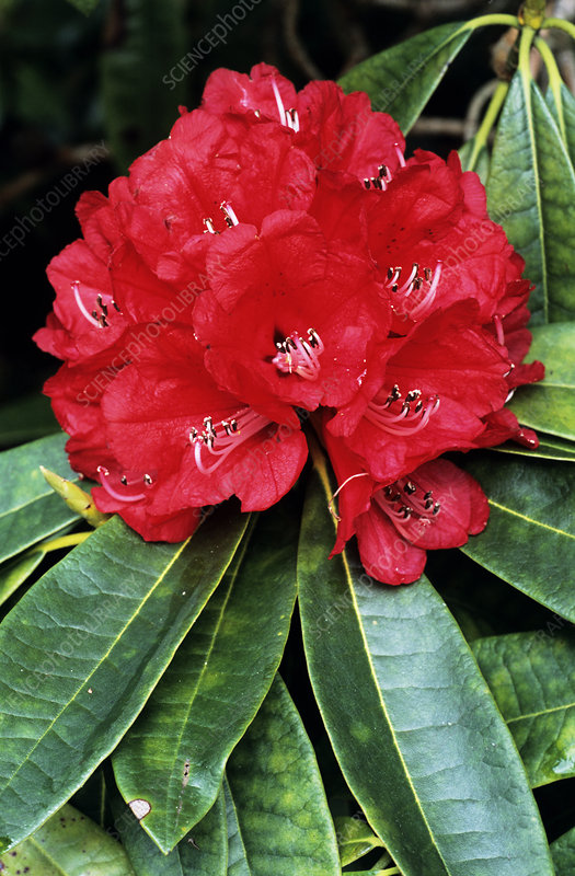 Red Rhododendron Flower Seeds for Planting – Heirloom Non-GMO Seeds for Home Garden, High Germination