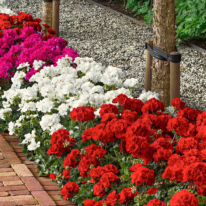 White Mix Pelargonium Flower Seeds for Planting – Heirloom, Non-GMO, High Germination Variety