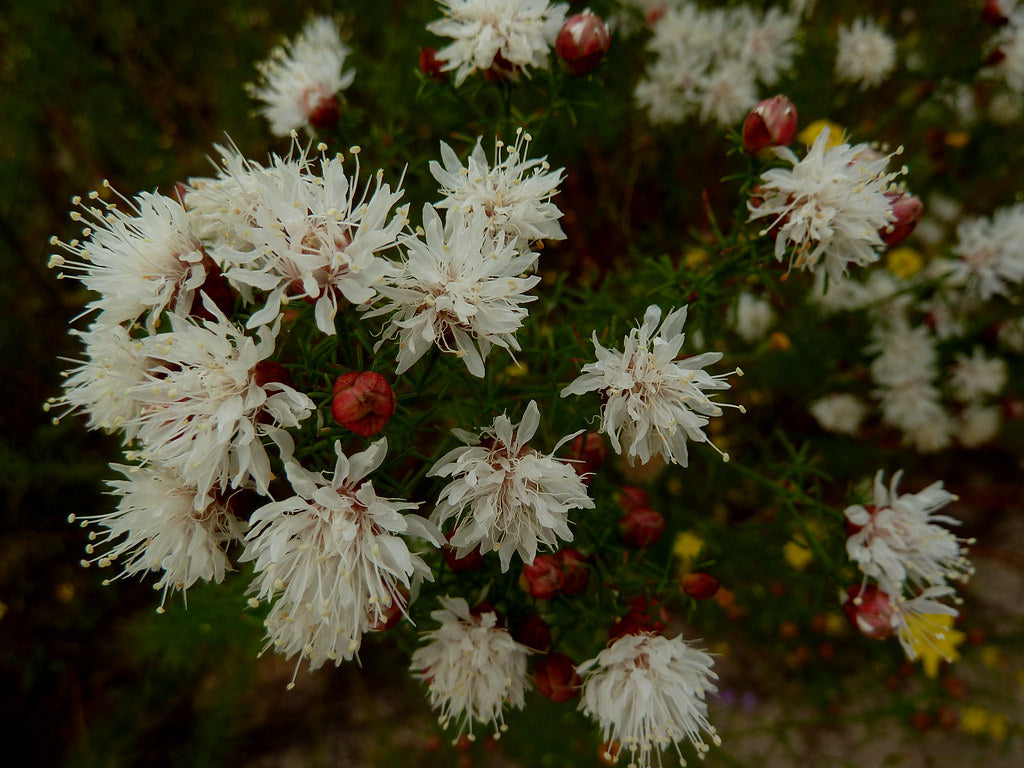 Dalea Pinnata Flower Seeds – Heirloom Non-GMO Compact Growth Garden Planting