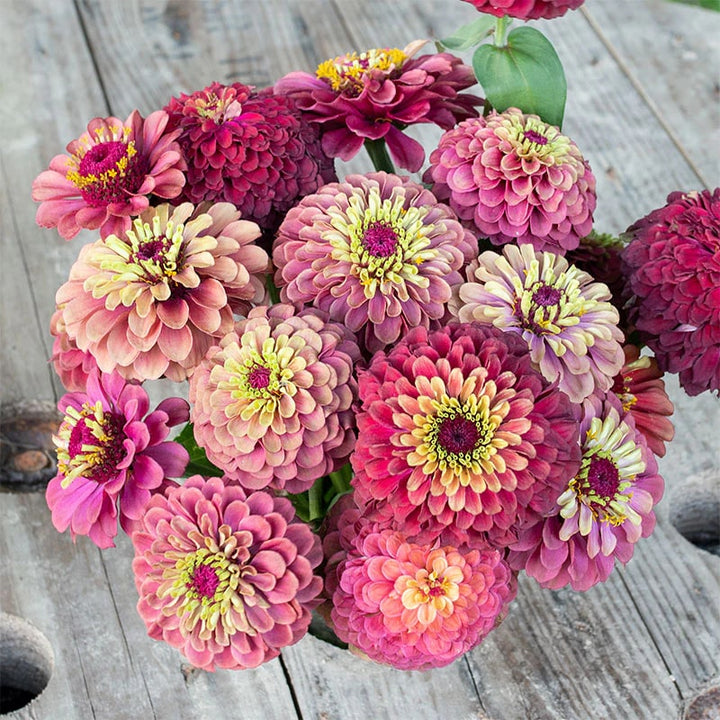 Queeny Lime Red Zinnia Flower Seeds for Planting – Heirloom Non-GMO, High Germination Organic Garden Seeds