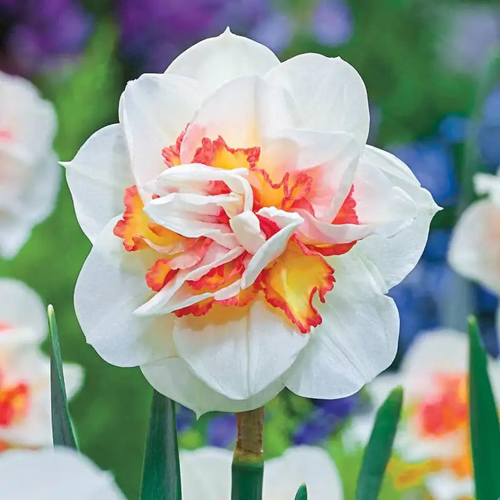 Light Yellow Red Double Petals Pink Daffodil Seeds for Planting – Fragrant Blossoms, Heirloom, Non-GMO, High Germination Organic Garden Seeds