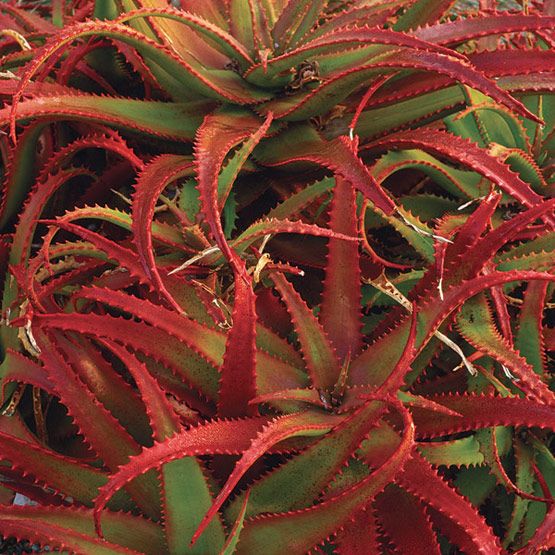 Rare Red Aloe Vera Herb Seeds for Planting – Heirloom, Non-GMO, Organic Garden Seeds with High Germination