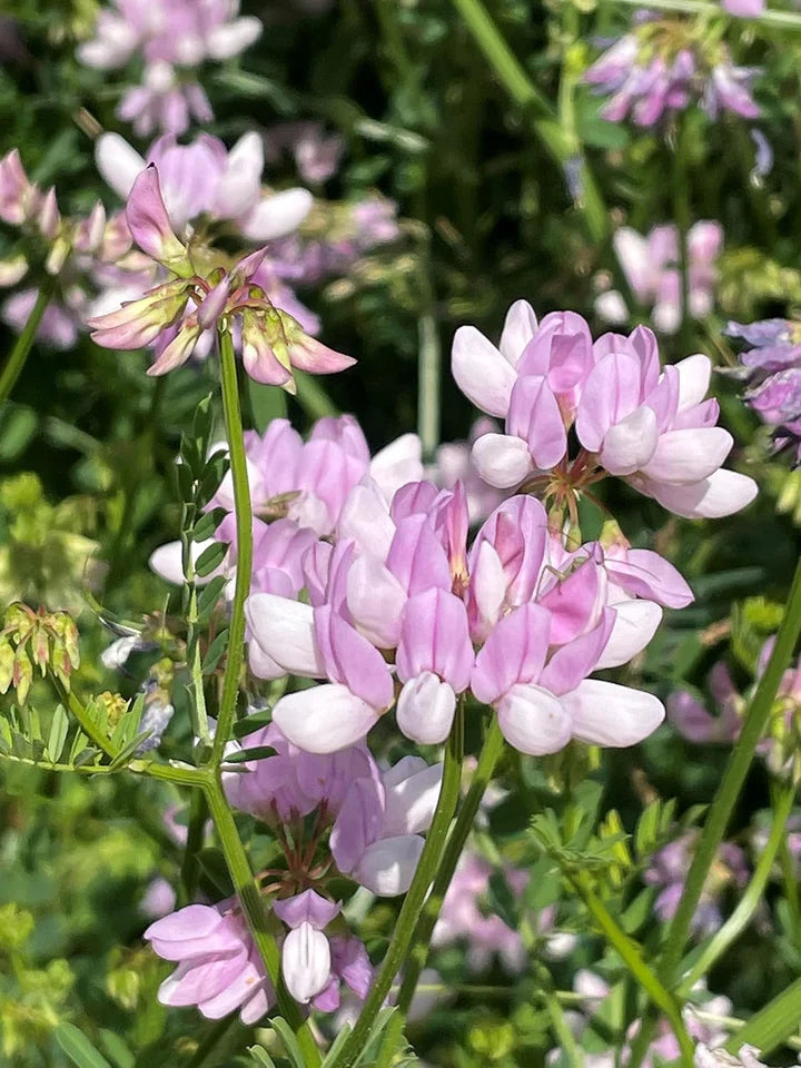 Violet Crown Vetch Flower Seeds for Planting Heirloom Non-GMO High Germination Organic Garden Seeds
