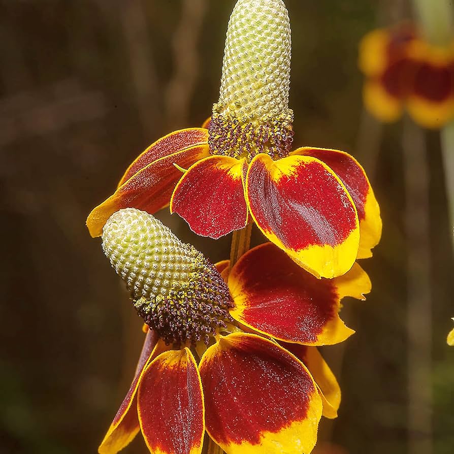 Flower Seeds, Seeds,Seeds For Planting,Plant Seeds