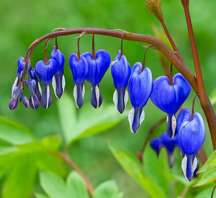 Flower Seeds, Seeds,Seeds For Planting,Plant Seeds
