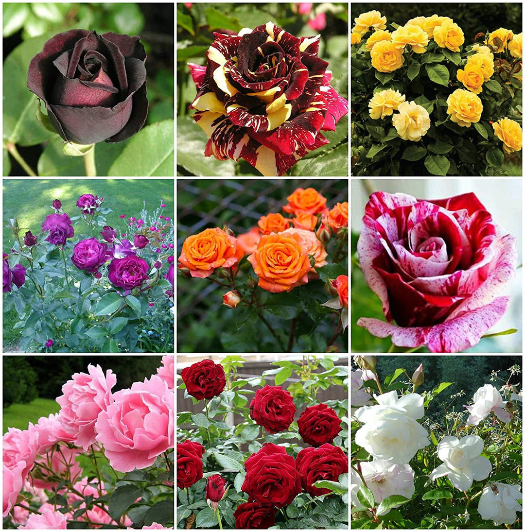 Rose Flower Seeds for Planting, Mixed – Drought Tolerant, Heirloom, Non-GMO, High Germination Organic Garden Seeds